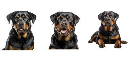 rottweiler rottweiler animal foto