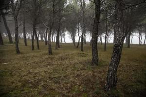 floresta escura na névoa foto