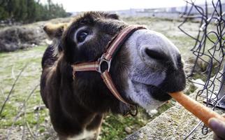 burro comendo cenouras foto