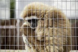 macaco triste enjaulado foto