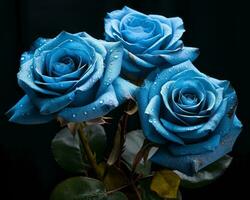 três azul rosas com água gotas em eles generativo ai foto