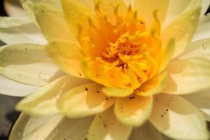 bela flor de nenúfar ou flor de lótus na lagoa. foto
