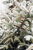 close-up de um galho de abeto no inverno sob a árvore de neve do ano novo e clima de natal