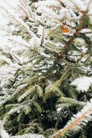 floresta de coníferas sob neve - nevasca na floresta de inverno