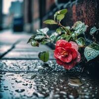 uma fechar acima do uma vermelho rosa em uma molhado calçada. generativo ai. foto