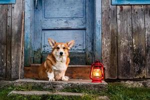 retrato engraçado de cachorro corgi ao ar livre na floresta foto