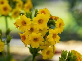 close up de florzinhas amarelas de primula forrestii foto