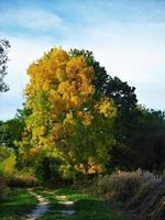 árvore de faia com bela folhagem de outono ao lado de uma estrada rural foto