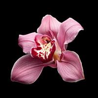 flor de orquídea roxa