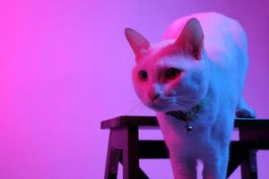 gato fofo com iluminação de gel foto