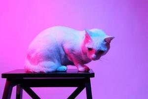 gato fofo com iluminação de gel foto