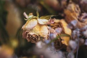 um buquê de flores secas murchas foto