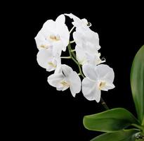 orquídea phalaenopsis branca em fundo preto