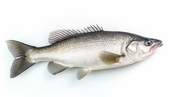 uma fresco mar graves peixe isolado em branco fundo. mar graves peixe. generativo ai foto