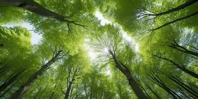 faia árvores floresta dentro cedo Primavera , generativo ai. foto