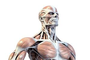 músculos anatomia sistema isolado em branco fundo , generativo ai. foto