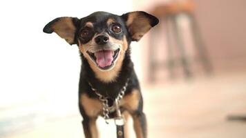 fechar acima Preto Chiwawa cachorro relaxar em a terra com 4k resolução. bem cuidado puro-sangue cachorro. foto