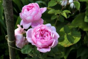 Rosa peônia rosas em uma arbusto dentro a jardim depois de chuva com gotas em a pétalas. horizontal foto, topo Visão do flores foto