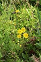 amarelo campo margaridas - flor cota tinctória família asteraceae dentro a Relva dentro a Prado - vertical foto, topo Visão foto