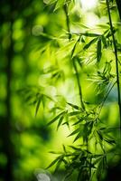uma sereno bambu floresta com luz solar filtrando através a folhas perfeito para seu pacífico meditação Texto:% s foto