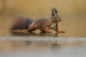 esquilo vermelho em uma floresta foto