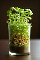 brotos do microgreens crescendo dentro vidro em Sombrio fundo saudável plantar bazed vegano dieta generativo ai foto