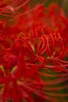 flores de lírio-aranha vermelha desabrochando no início do outono foto