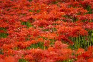 flores de lírio-aranha vermelha desabrochando no início do outono foto