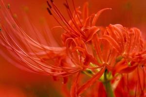 flores de lírio-aranha vermelha desabrochando no início do outono foto