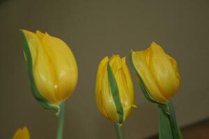 ramalhete do amarelo tulipas flor florescendo. foto