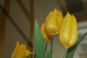ramalhete do amarelo tulipas flor florescendo. foto