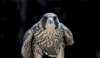 uso da falcoaria para espantar pássaros, no aeródromo cuatro vientos em madri foto