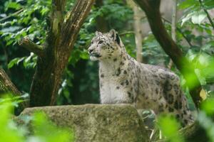 retrato do neve leopardo dentro jardim zoológico foto