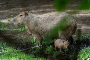 retrato do capivara dentro jardim zoológico foto