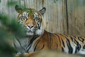 retrato do sumatra tigre dentro jardim zoológico foto