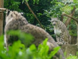 retrato do neve leopardo dentro jardim zoológico foto