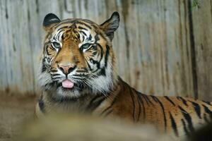 retrato do sumatra tigre dentro jardim zoológico foto