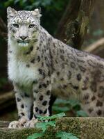 retrato do neve leopardo dentro jardim zoológico foto