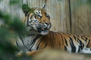 retrato do sumatra tigre dentro jardim zoológico foto