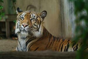 retrato do sumatra tigre dentro jardim zoológico foto