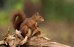 esquilo vermelho em uma floresta foto