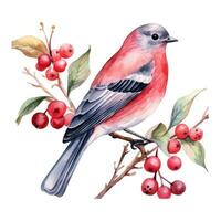 uma pássaro sentado em uma ramo com vermelho bagas abaixo isto foto
