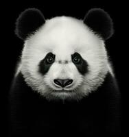panda urso, panda face foto