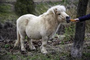 campo de pônei selvagem foto