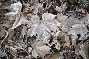 folhas de outono congeladas