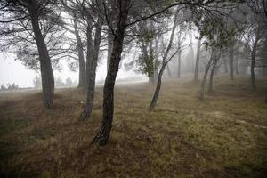 floresta com nevoeiro foto