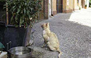 gatos de rua abandonados foto