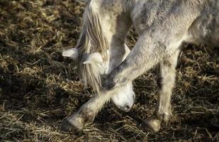 cavalo no estábulo foto