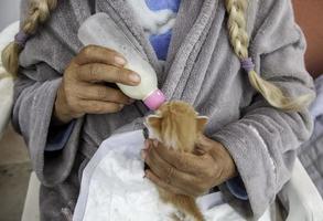 cachorrinho gato abandonado leite foto