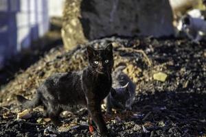 gatos de rua abandonados foto